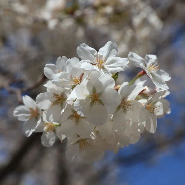 Spring Blossoms at Yuyuantan Park 🌸🌳