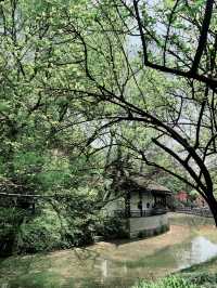 在紅梅公園，錯過梅花季是怎樣的體驗