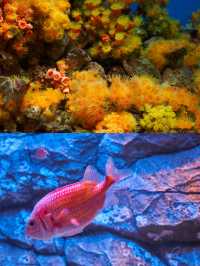 【東京品川水族館攻略】海底世界奇觀，千種海洋生物等你發現！