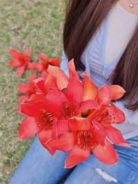 花城尋花記｜去0元小眾賞花地拾一袋紅木棉回家煲湯