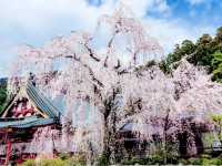 Minobu Sakura Sanctuary