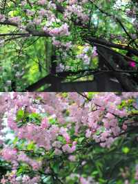 成都拍照~棠湖公園的垂絲海棠花太美啦!