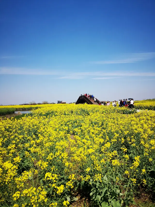 Qianduo Scenic Area is the pinnacle of rapeseed flower attractions | No rebuttal accepted