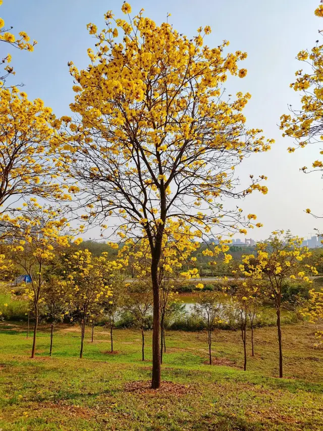 The golden trumpet trees are in full bloom at Qingxiu Mountain