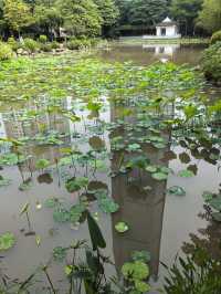 福州茶亭公園之小荷才露尖尖角