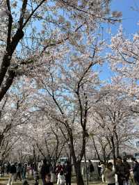 So Many Cherry Blossoms at Long Museum 🌸