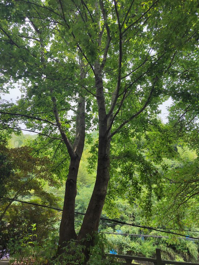 探尋古村