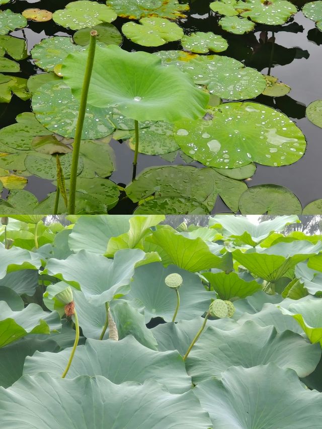 打卡萬畝荷塘，為荷而來