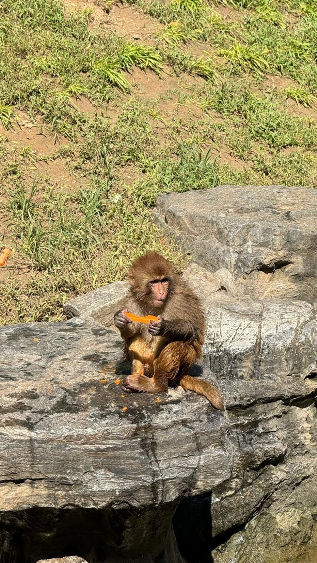 暑假尾巴—北京野生動物園