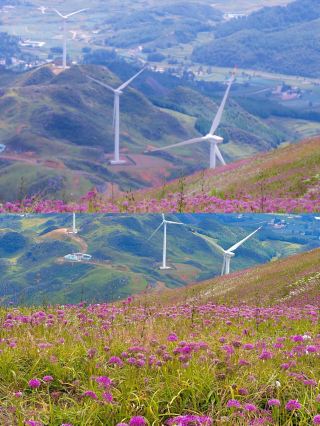 It's so beautiful! The Jiucaiping in Guizhou is in full bloom. Come and enjoy!