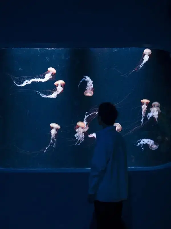 坠入深蓝色的梦境🔹深圳水母主题海洋馆