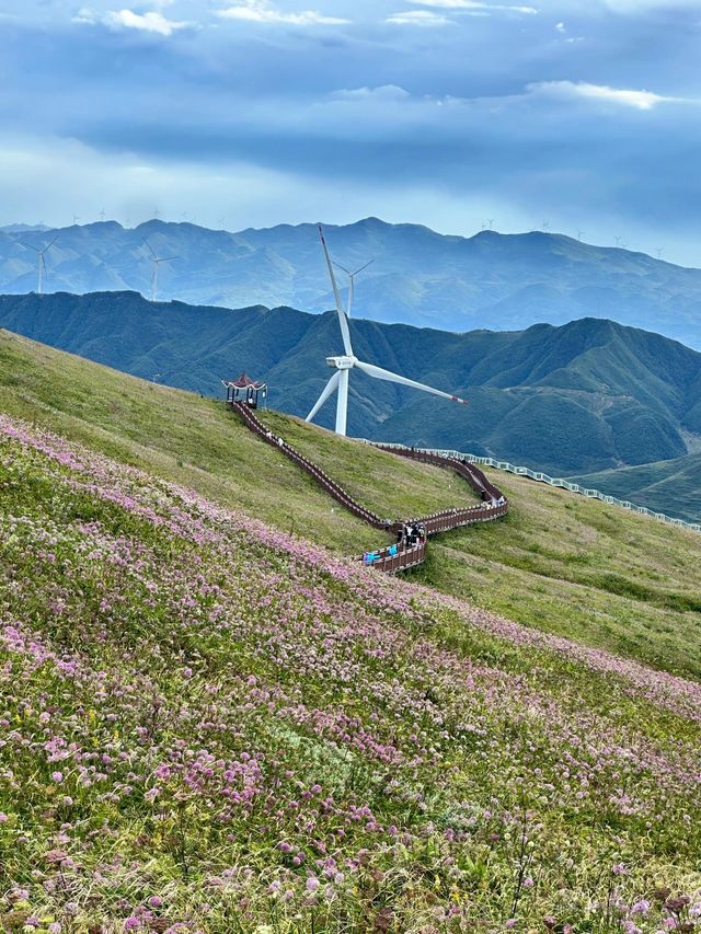 貴州韭菜坪｜天上花海，一年只開放20天...