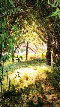 聽講西安豐慶公園錦簇芳菲，打卡過公園"山水綠叢中"才知曉。