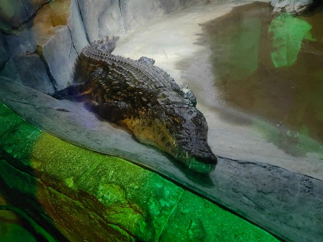 秦嶺野生動物園。