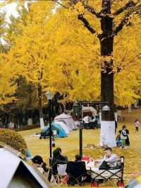 秋日童話杭州下沙小眾銀杏公園。