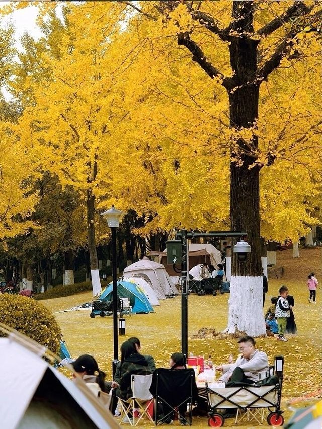 秋日童話杭州下沙小眾銀杏公園。