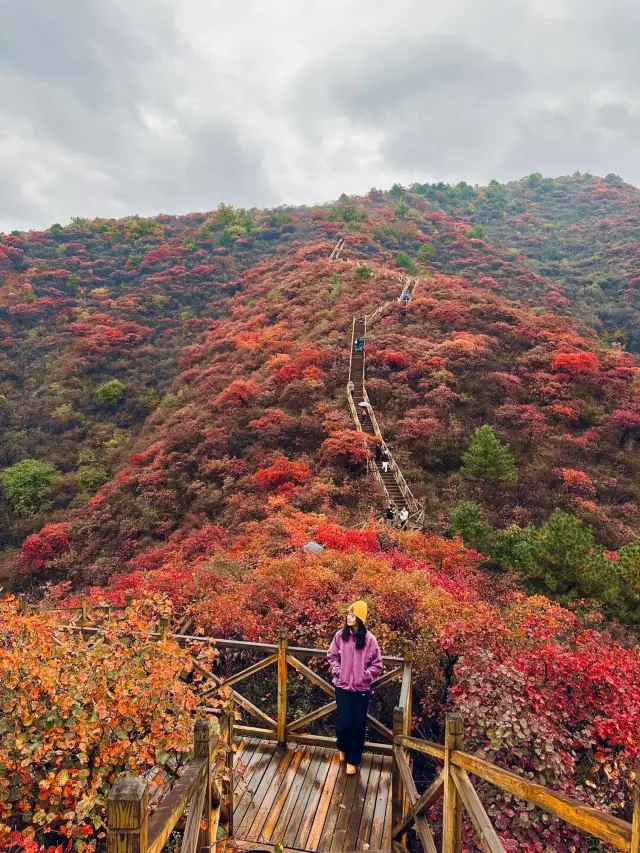 베이징에서 가장 아름다운 단풍 관람 데크길입니다.