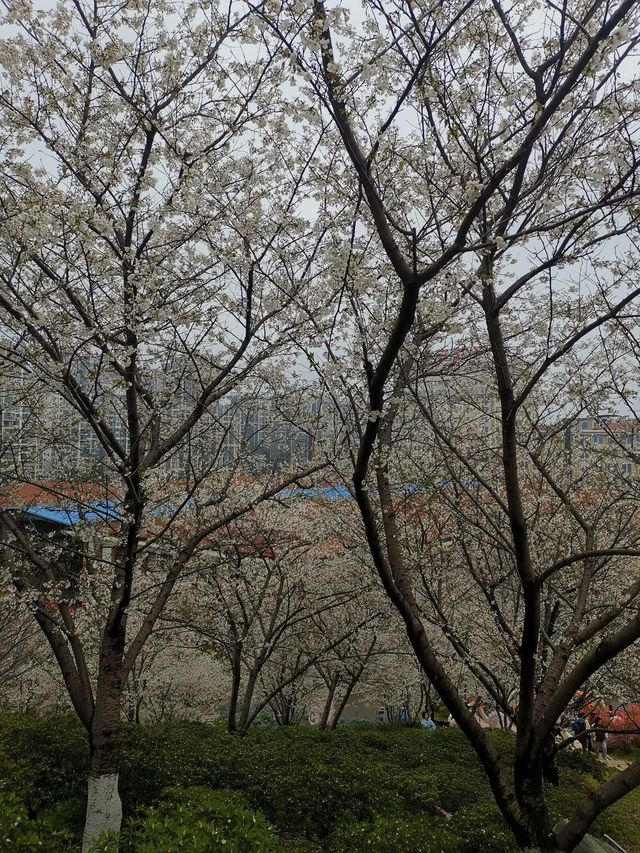 晚安家居櫻花園之旅。