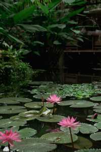 琅勃拉邦，熱帶雨林中的莫奈花園。