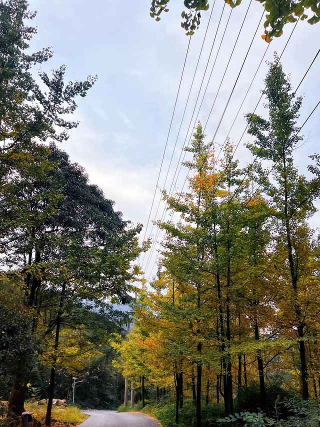 誤闖童話世界般的森林綠逃離城市，這裡秋意正濃，。