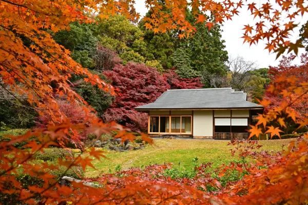 Nagoya's Higashiyama Zoo Offers Stunning Autumn Foliage