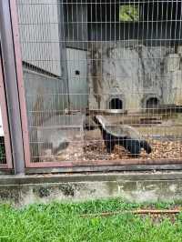 Visiting Nagoya's Higashiyama Zoo and Botanical Gardens: A Cautionary Tale