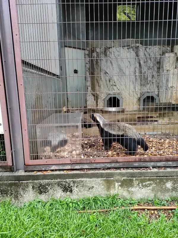 Visiting Nagoya's Higashiyama Zoo and Botanical Gardens: A Cautionary Tale