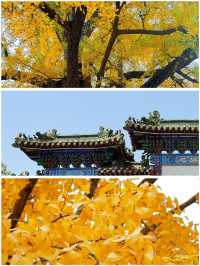 成都 | 賞銀杏遊玩的好去處（附白雲寺攻略）。