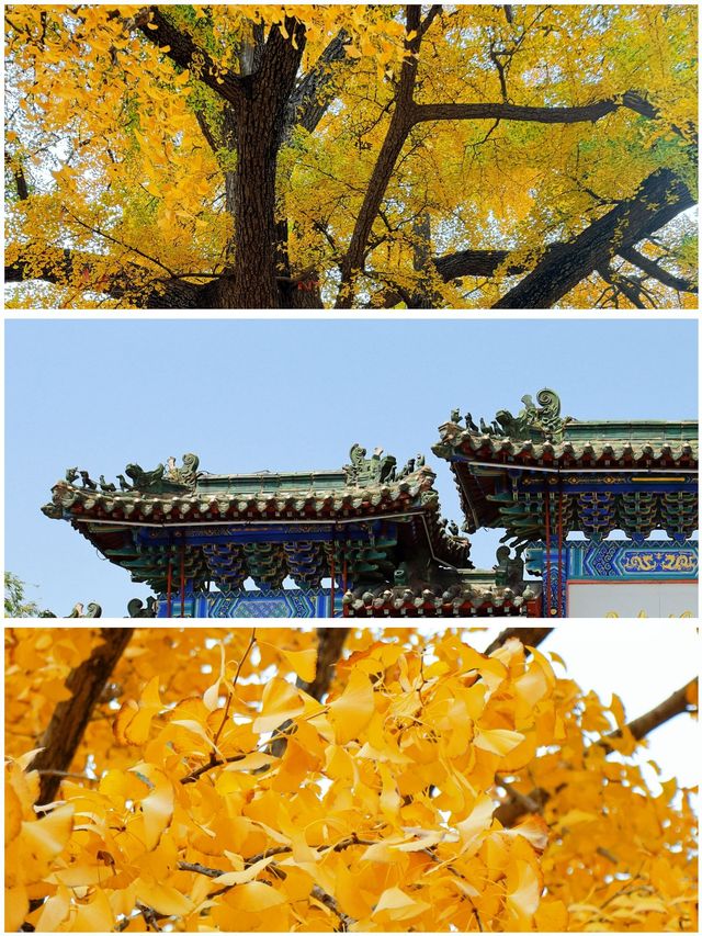 成都 | 賞銀杏遊玩的好去處（附白雲寺攻略）。