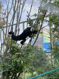 南通 | 森林野生動物園   非常適合帶小朋友。