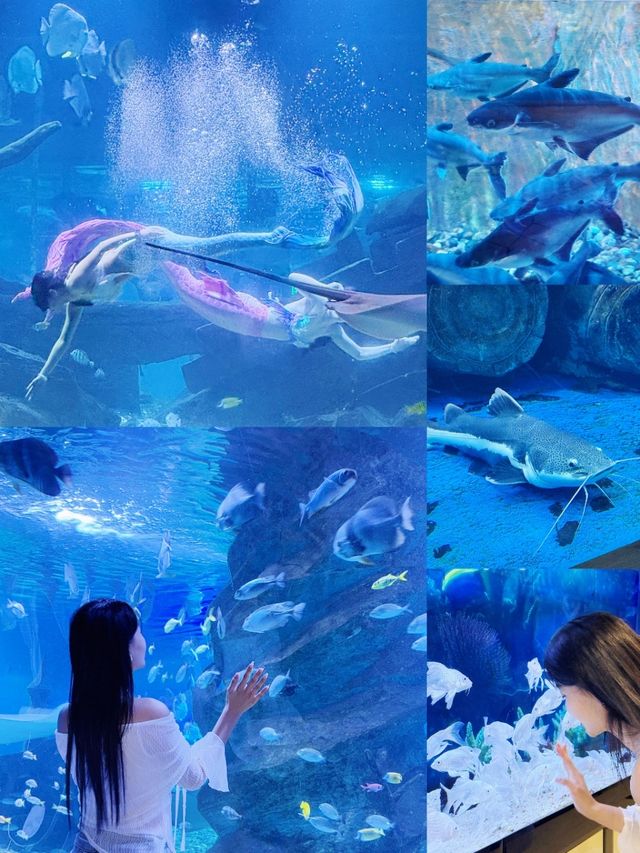 夢幻海底世界與驚喜之旅。