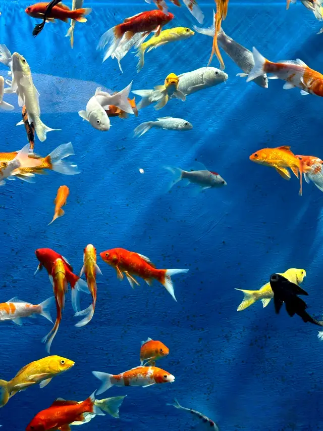 北京|國家自然博物館|遊玩攻略