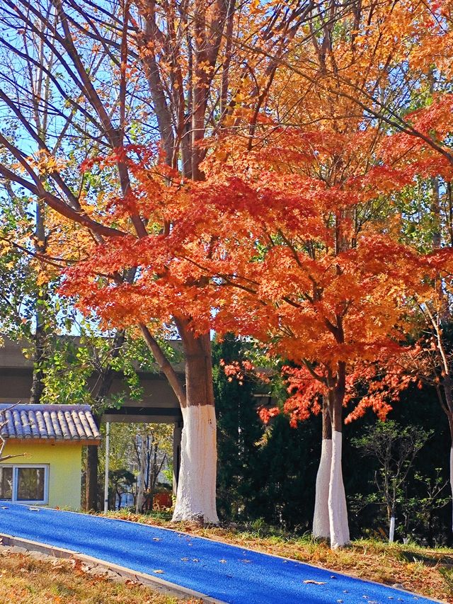 冬天來青島｜世紀公園的楓葉杉樹很驚艷（附攻略）