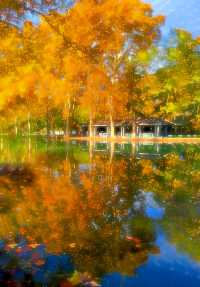 深秋的武漢解放公園——紅得發紫