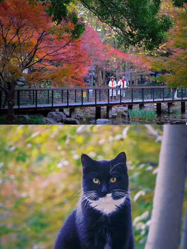 12月12日實拍延中廣場公園賞秋，快衝