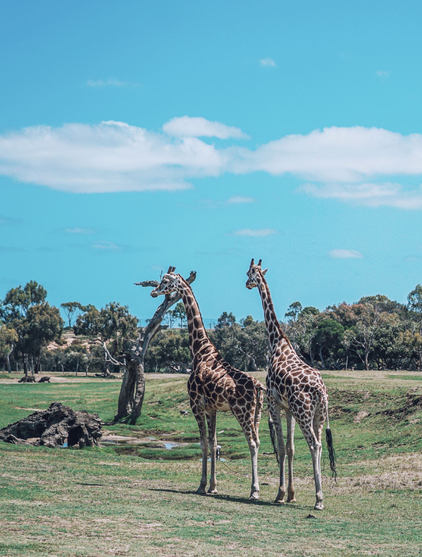 Little Africa in Melbourne, Werribee is really worth a visit