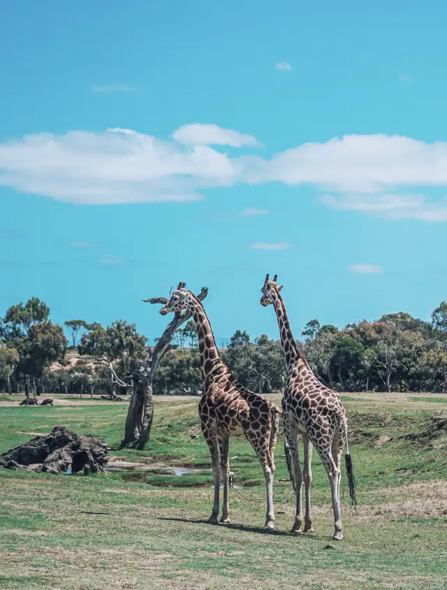 Little Africa in Melbourne, Werribee is really worth a visit