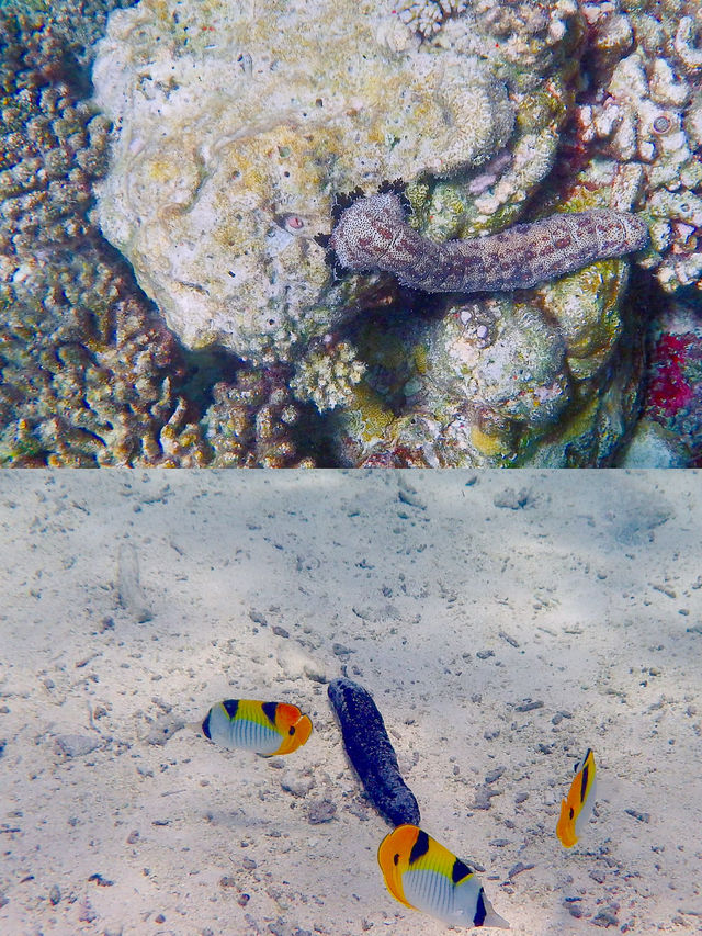馬爾代夫艾麗亞度島潛水攻略 | 探索海底的神秘世界