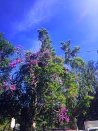 迷戀菲律賓「夏都」——碧瑤市