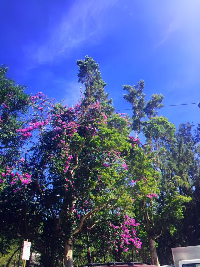 迷戀菲律賓「夏都」——碧瑤市