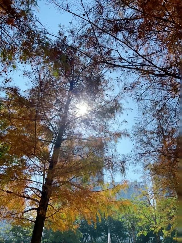 深圳香蜜公園