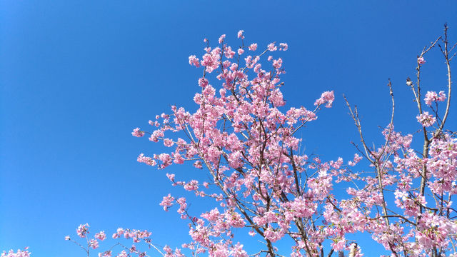 櫻花季的浪漫詩篇，來日月潭展開吧