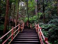 First Line Explorers: Deep Dive Into Hunan Forest "Underleaf" World