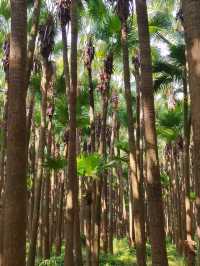 江門一日遊：打卡風鈴木蒲葵林彩虹村