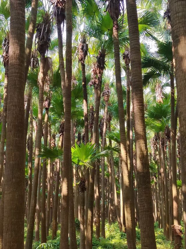 江門一日遊：打卡風鈴木蒲葵林彩虹村