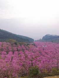 江門一日遊：打卡風鈴木蒲葵林彩虹村