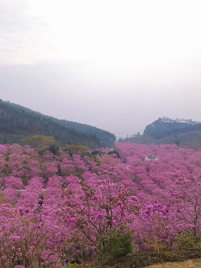 江門一日遊：打卡風鈴木蒲葵林彩虹村