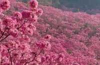 江門綠美生態園：實拍最美紫花風鈴木