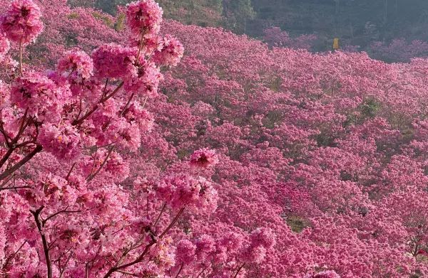 江門綠美生態園：實拍最美紫花風鈴木
