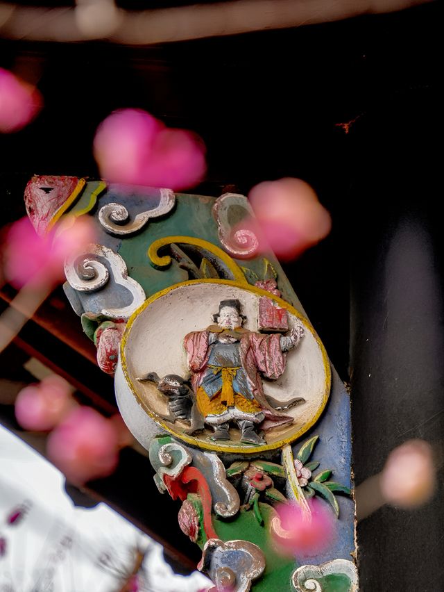 報～ 望江樓公園的梅花已到最佳觀賞期！